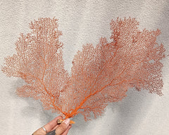 Vintage red sea fan coral specimen for coastal home decor - 15.5 inch natural piece