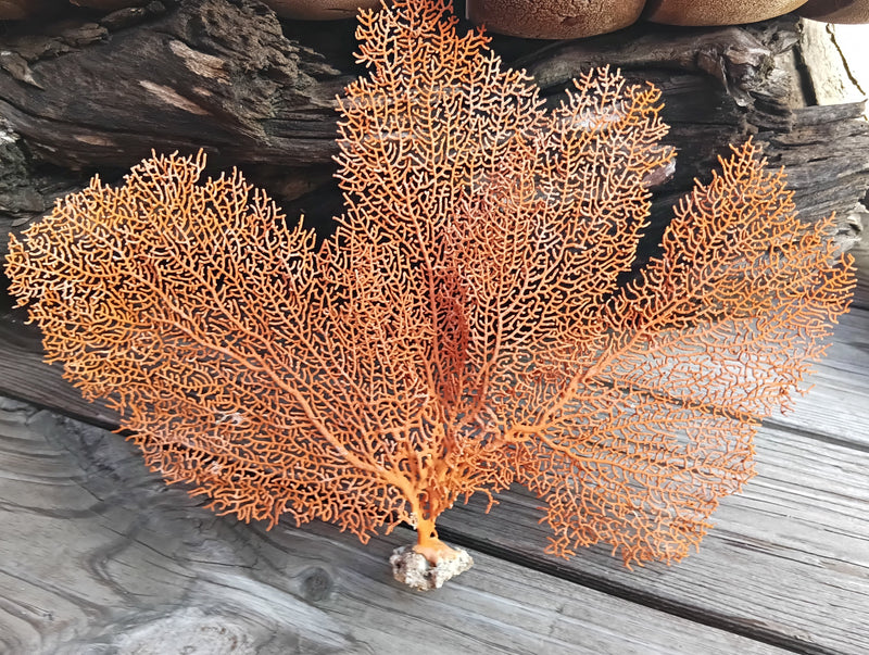 Vintage red sea fan coral specimen for coastal home decor - natural marine display piece
