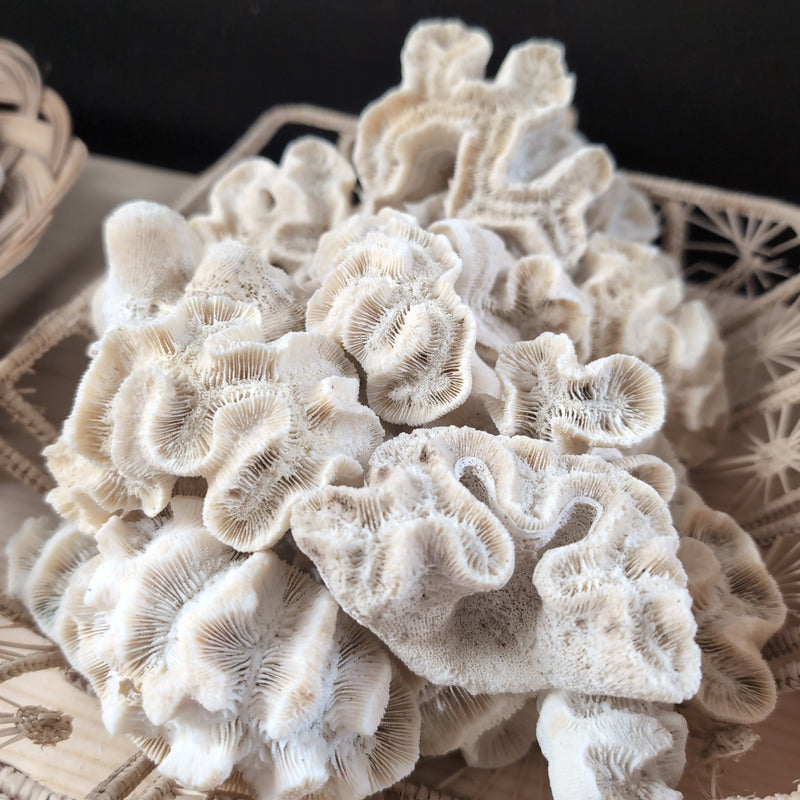 Close-up of vintage rose coral specimen showing rose-like texture - decorative coastal coral