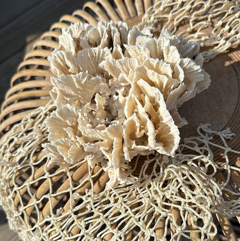 Single vintage Rugosa coral specimen close-up - natural decorative coastal home accent
