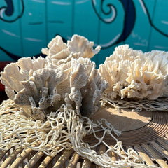 Pair of vintage Rugosa coral specimens displayed on wicker netting - natural coastal home decor accents