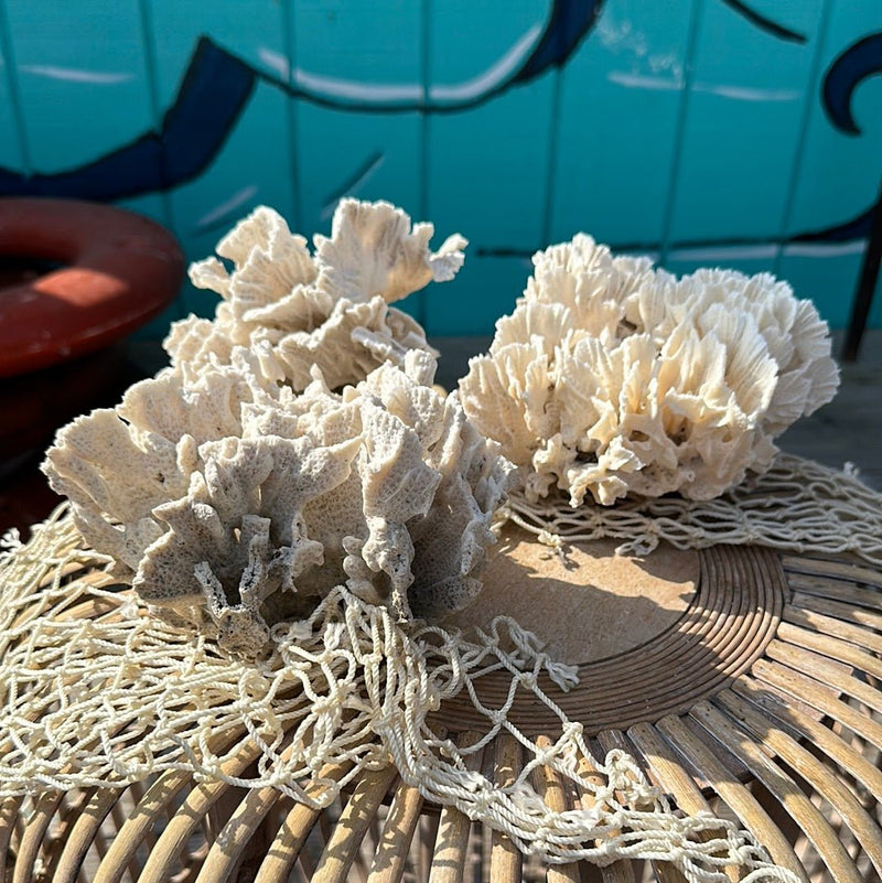 Side angled view of vintage Rugosa coral specimens - decorative coastal accents
