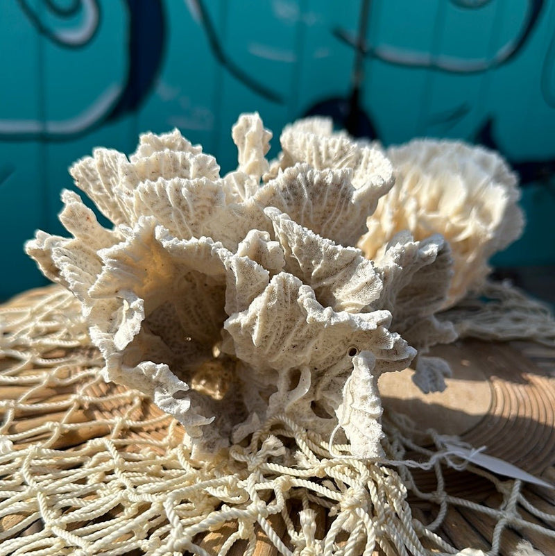 Vintage Rugosa coral specimen upright display on wicker - natural coastal decor accent