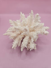 Angled top view of vintage table coral specimen - decorative coastal display piece
