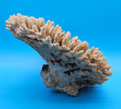 Authentic vintage coral decor – sustainable ocean-inspired piece