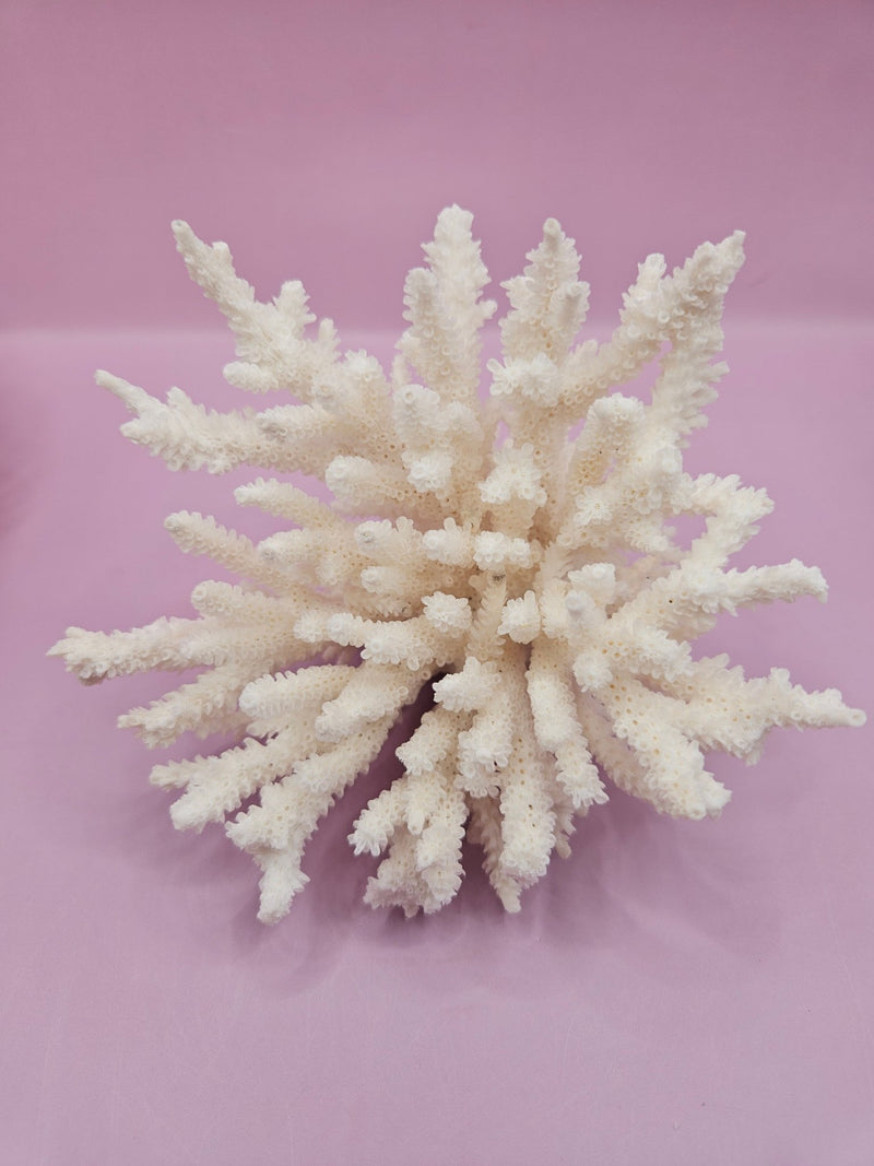 Close-up view of vintage table coral specimen - decorative coastal detail