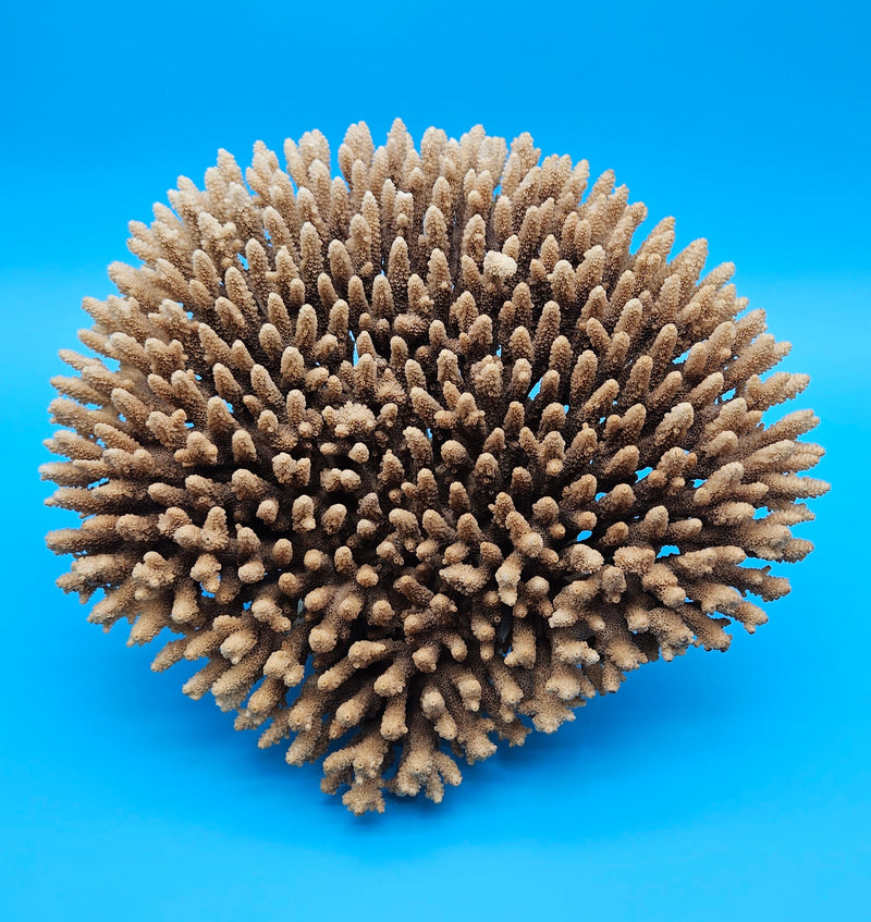 Vintage table coral for coastal decor – natural marine piece