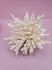 Side view of vintage table coral specimen - decorative coastal accent piece