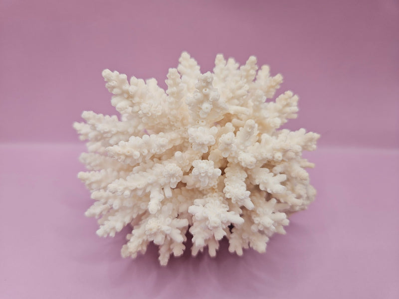 Vintage table coral specimen displayed on pink background - coastal home decor accent