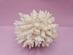 Vintage table coral specimen displayed on pink background - coastal home decor accent