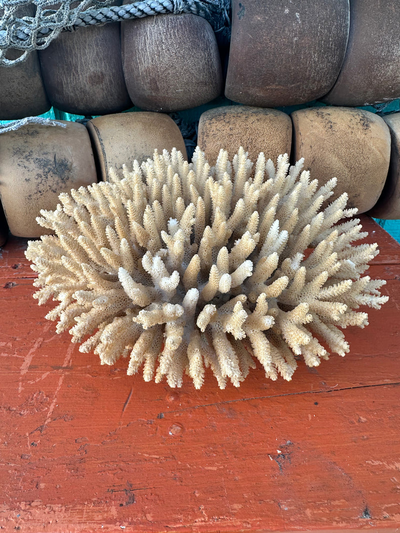 Vintage Table Coral exact piece 8x7x3.5" - natural coastal decor