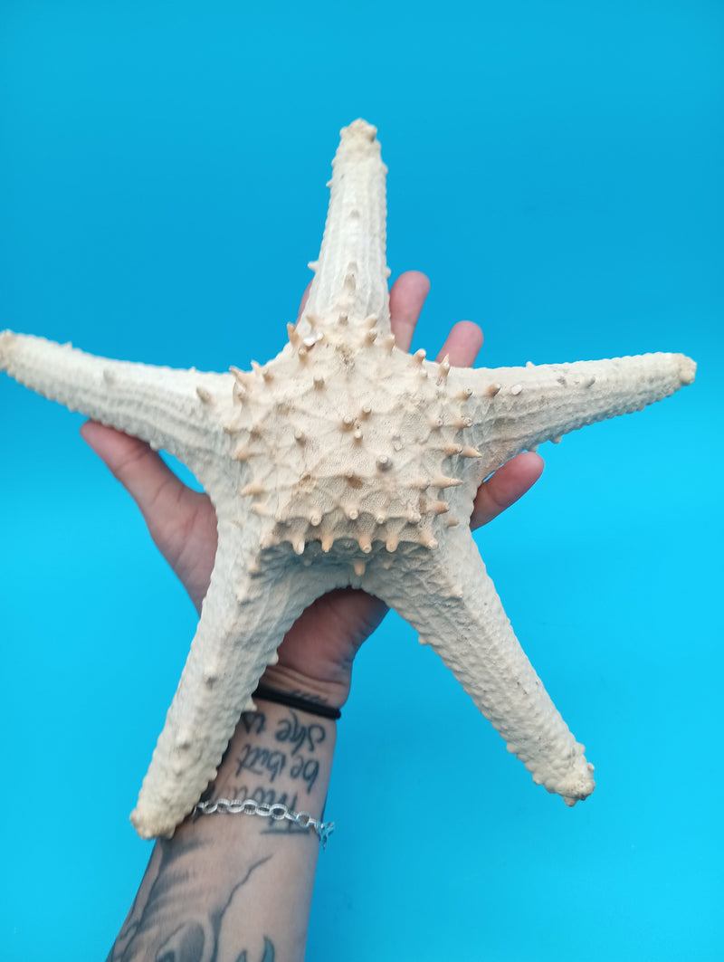 Vintage Thorny Tan Starfish specimen for coastal home decor - natural marine piece