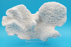 Vintage white cup coral specimen for coastal home decor – front view