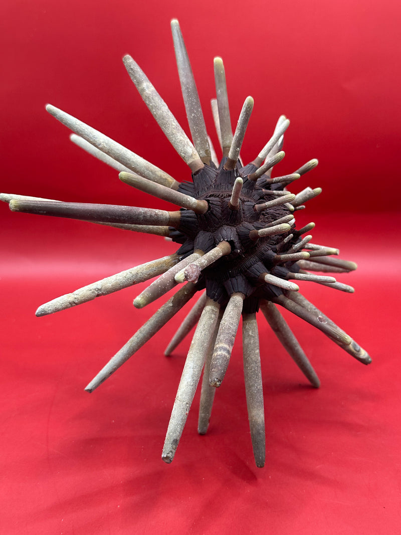 Vintage club sea urchin shell with spines – 9" marine specimen