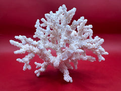 Vintage Ivory Bush Coral Natural Coastal Home Decor Marine Specimen
