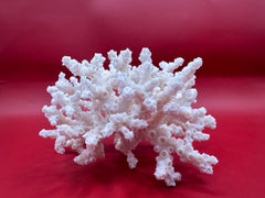 Vintage ivory bush coral specimen with ivory polyps – natural display piece