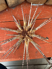 Vintage sea urchin shell with bold zebra spines