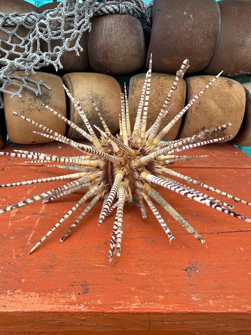 Vintage zebra sea urchin shell with spines – 10" marine specimen