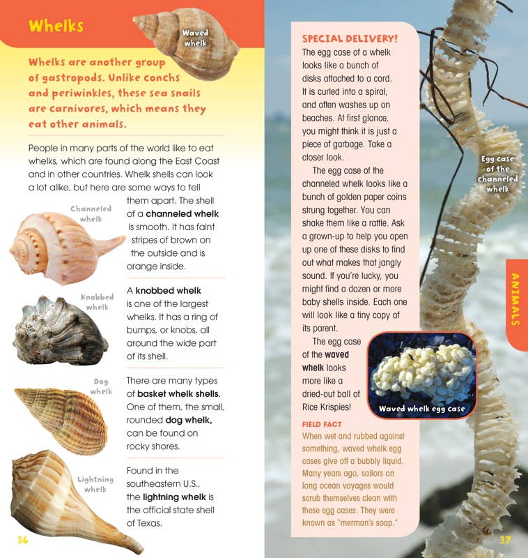 Book page about whelks with images and text on shell structure and characteristics.