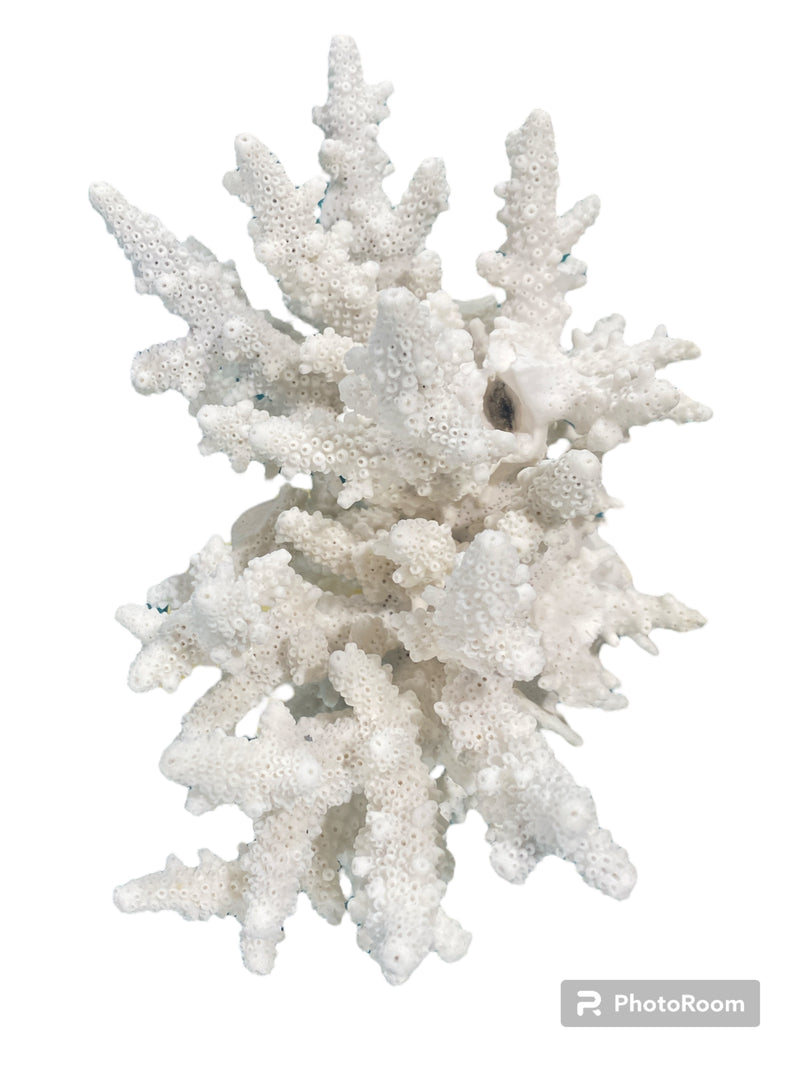 Vintage White Finger Coral -  8.5" W x 7"H
