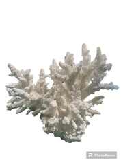 Vintage White Finger Coral -  8.5