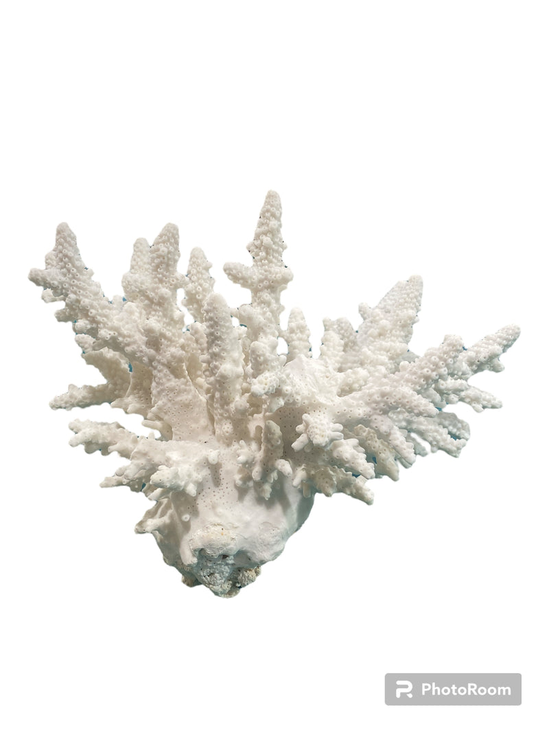 Vintage White Finger Coral -  8.5" W x 7"H