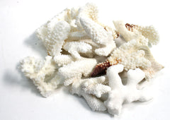 Mixed White Coral Pieces Crafting Assortment