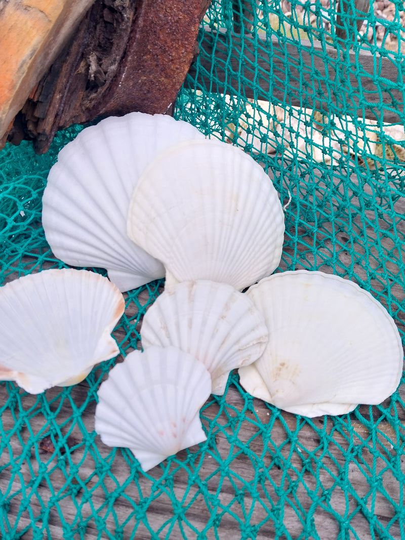 A collection of White Baking Scallop Shells in various sizes, displayed on a green net with a wooden background. The shells feature ribbed textures and natural white tones, perfect for coastal decor or crafting projects.