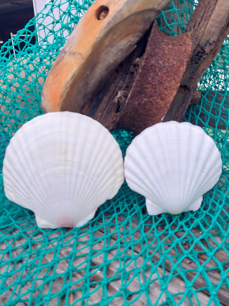 A collection of White Baking Scallop Shells in various sizes, displayed on a green net with a wooden background. The shells feature ribbed textures and natural white tones, perfect for coastal decor or crafting projects.