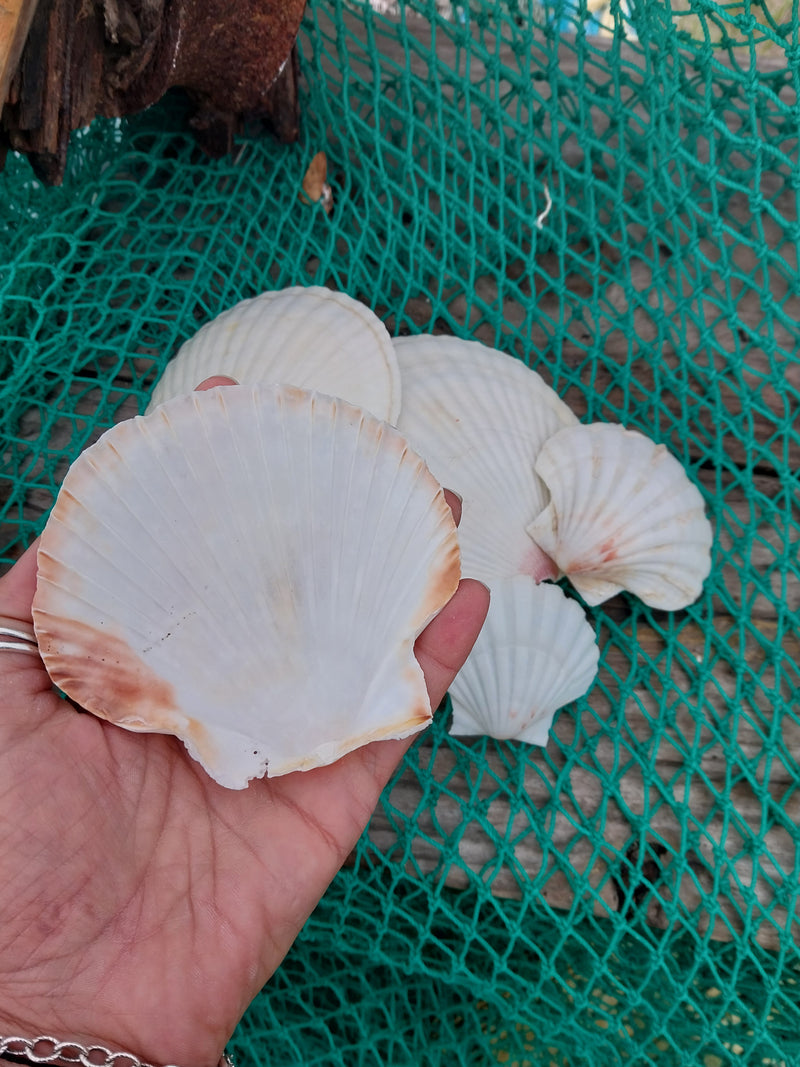 A collection of White Baking Scallop Shells in various sizes, displayed on a green net with a wooden background. The shells feature ribbed textures and natural white tones, perfect for coastal decor or crafting projects.