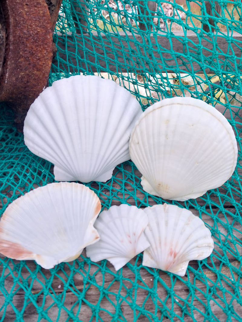 A collection of White Baking Scallop Shells in various sizes, displayed on a green net with a wooden background. The shells feature ribbed textures and natural white tones, perfect for coastal decor or crafting projects.