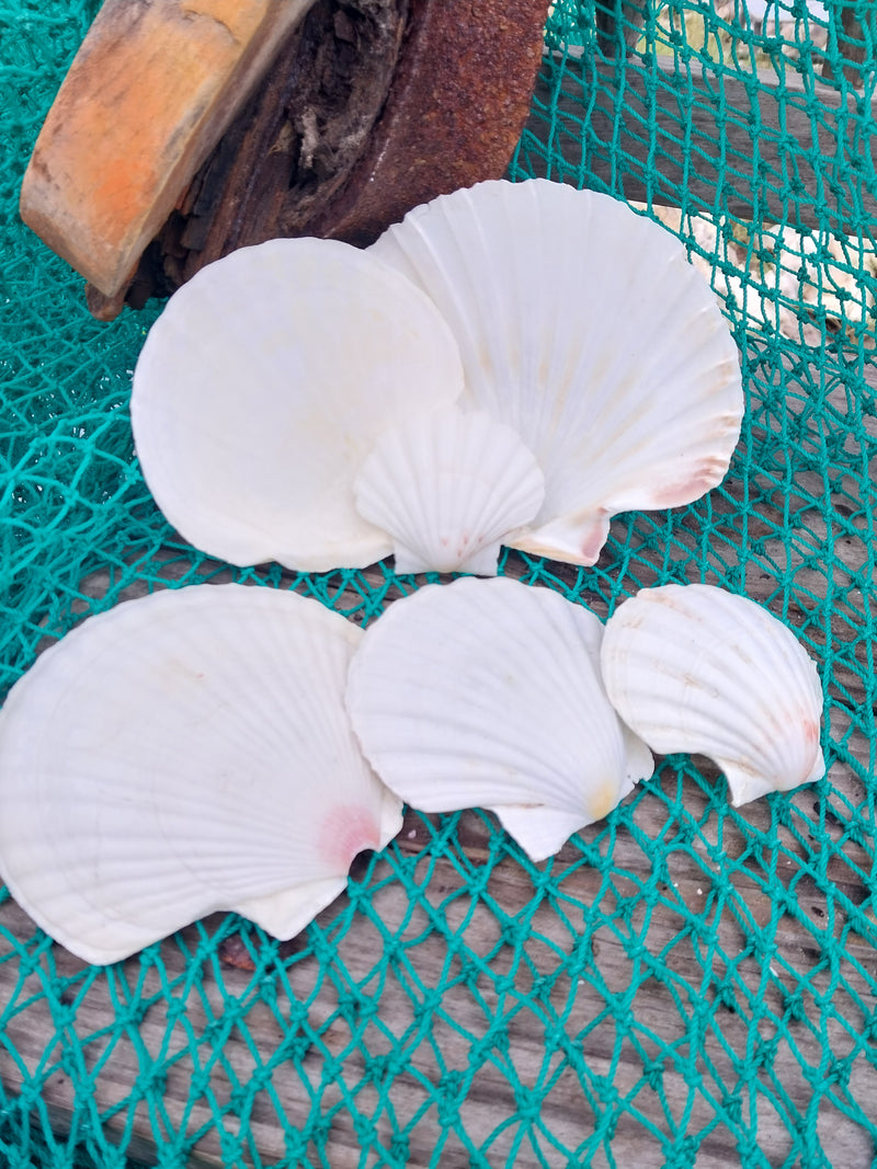 A collection of White Baking Scallop Shells in various sizes, displayed on a green net with a wooden background. The shells feature ribbed textures and natural white tones, perfect for coastal decor or crafting projects.