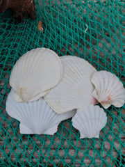 A collection of White Baking Scallop Shells in various sizes, displayed on a green net with a wooden background. The shells feature ribbed textures and natural white tones, perfect for coastal decor or crafting projects.