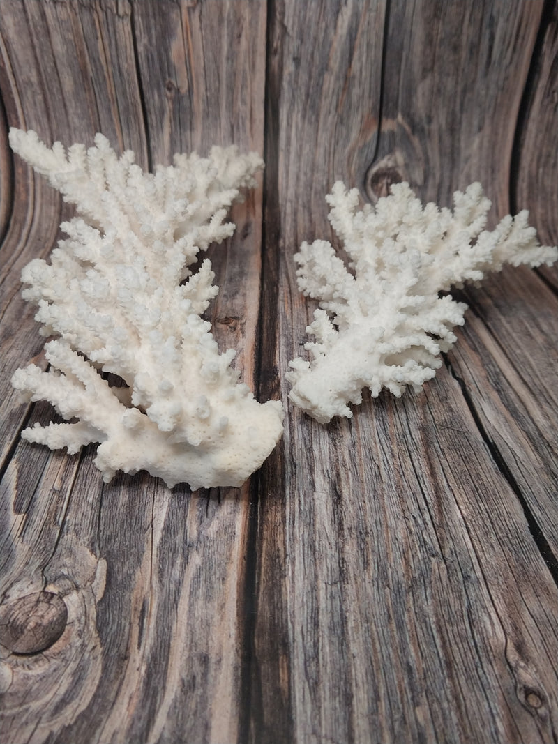 Two pieces of vintage Branch Coral laid out for display on a wood background.