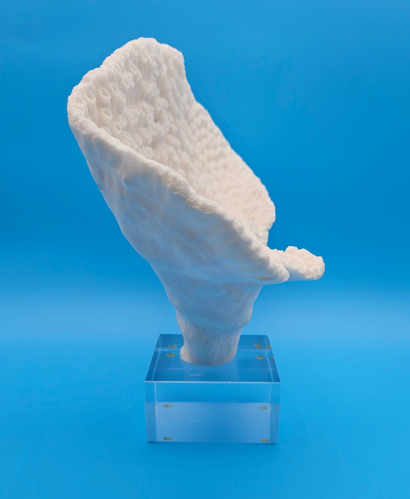White cup coral displayed on clear acrylic base – marine specimen