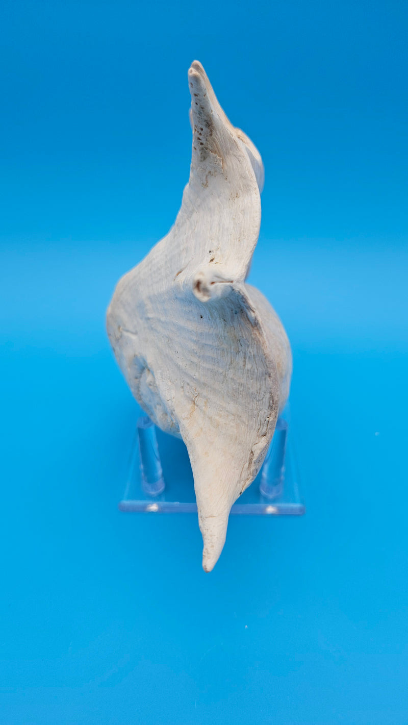 11 inch white Lambis Truncata conch shell ocean find