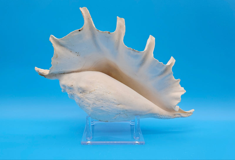 Natural white Lambis Truncata conch shell sea treasure