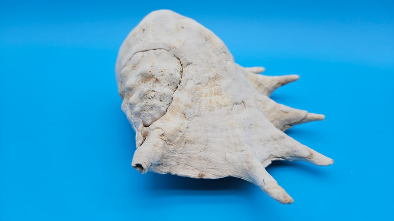 White Lambis Truncata shell 10 inch small natural conch