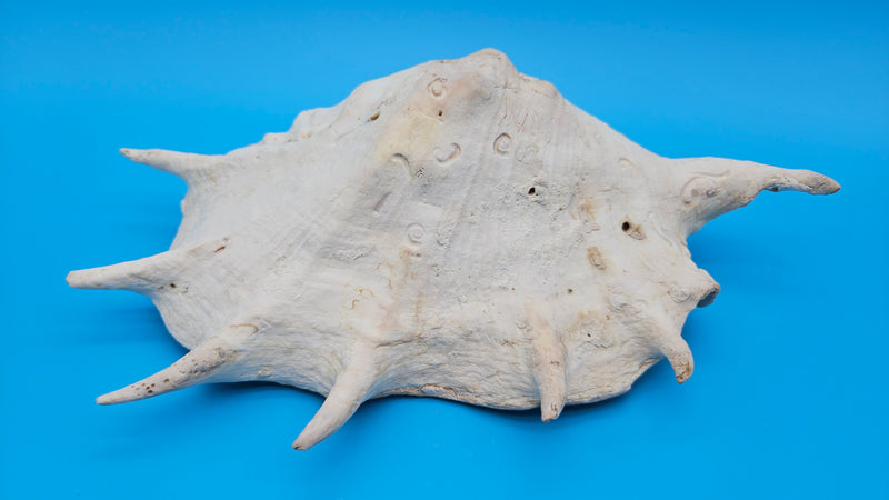 White Lambis Truncata shell 11 inch natural display shell