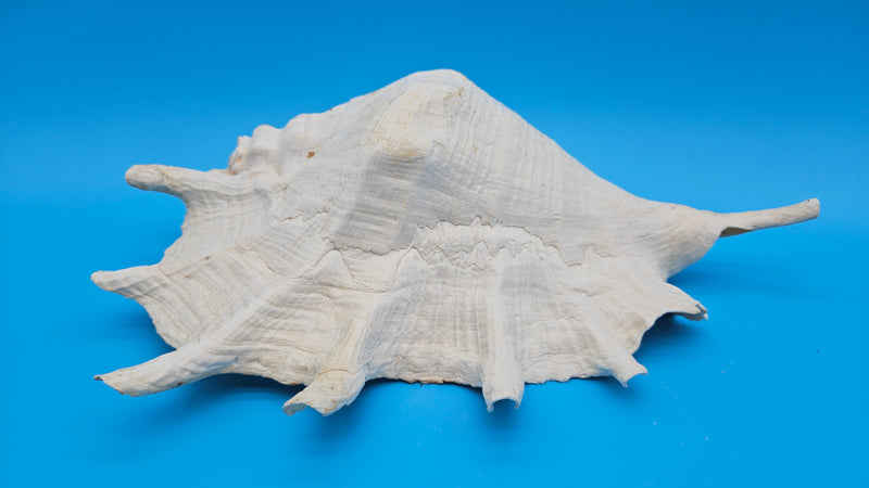 White Lambis Truncata shell 12 inch natural sea shell