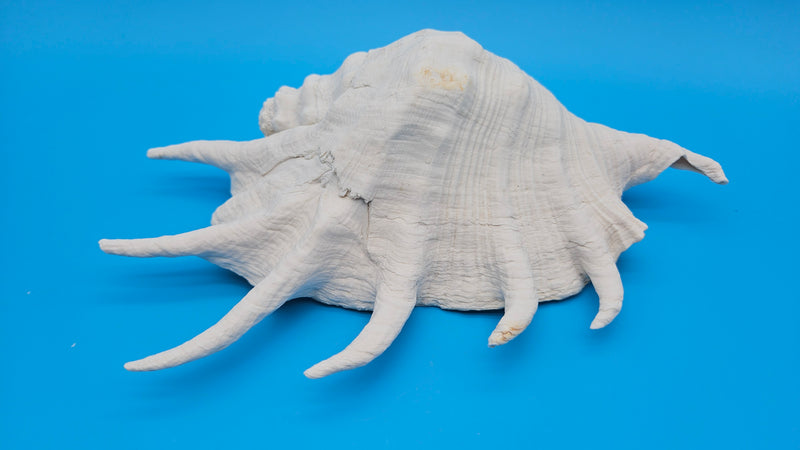 White Lambis Truncata shell 11 inch natural ocean find