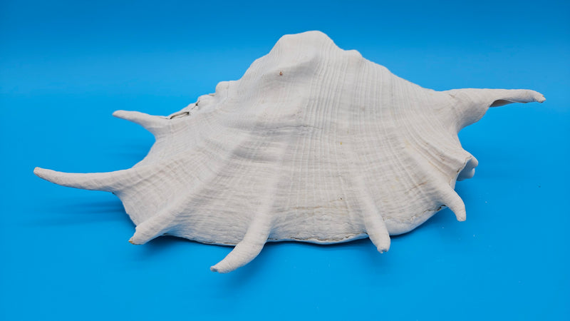 White Lambis Truncata shell 11 inch ocean display piece