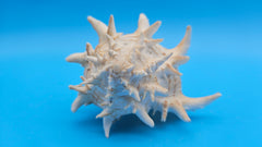White and tan murex shell – detailed ocean collectible for display