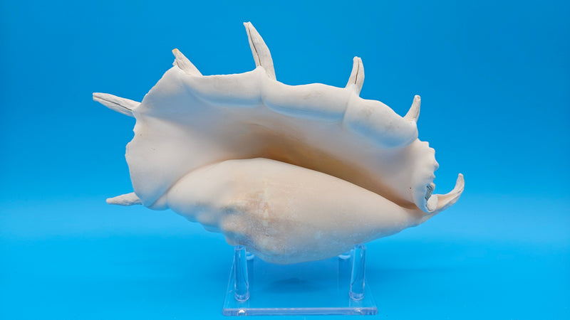 Natural Spider Conch shell Lambis truncata white tones