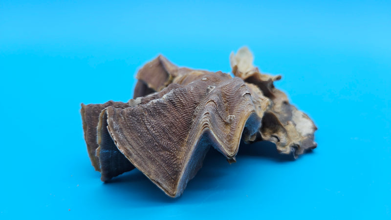 Natural Lopha cristagalli double shell with wavy ruffled edges