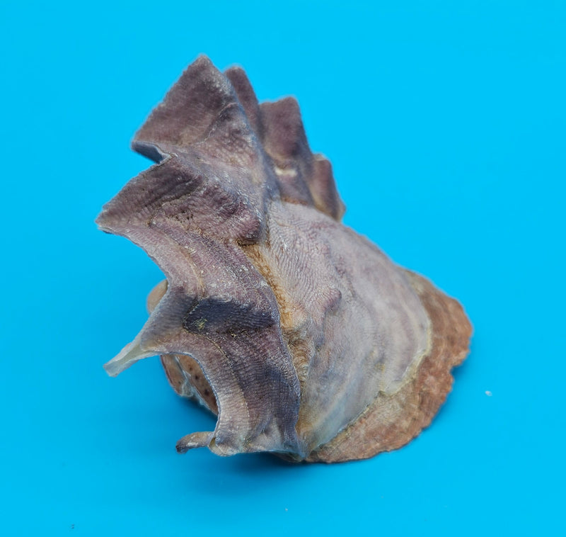 Zigzag Oyster Natural Shell Coastal Display Small