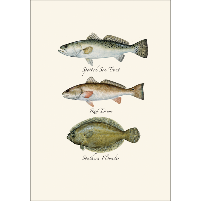 Saltwater Fish Assortment Greeting Cards | Loving Coastal Living
