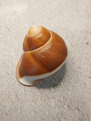 Acavus Superbus Roseolabiatus Land Snail Shell - Shells in Large ShelfLoving Coastal Living