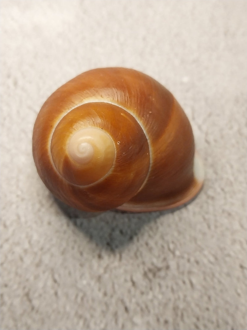 Acavus Superbus Roseolabiatus Land Snail Shell - Shells in Large ShelfLoving Coastal Living