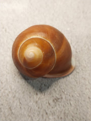 Acavus Superbus Roseolabiatus Land Snail Shell - Shells in Large ShelfLoving Coastal Living